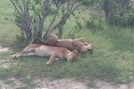 Half Day Nairobi National Park Safari in the City