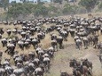 10 Days Wildebeest Migration Safari 