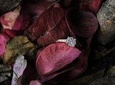 Marriage proposal in San Miguel