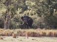 Kalawewa National Park Shared Safari 
