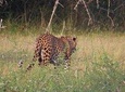 Wilpattu National Park Safari with Naturalist