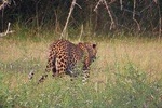 Wilpattu National Park Safari with Naturalist