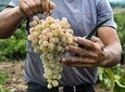 Private Athens Wine Tour For Dedicated Wine Lovers