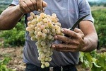 Private Athens Wine Tour For Dedicated Wine Lovers
