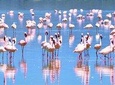 Lake Nakuru National Park to Masai Mara Game Reserve Safari