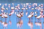 Lake Nakuru National Park to Masai Mara Game Reserve Safari