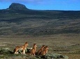 Trekking at Bale Mountains 3 Days