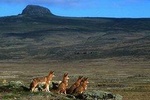 Trekking at Bale Mountains 3 Days