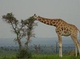 Twelve days Amazing Tour in Uganda