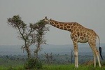 Twelve days Amazing Tour in Uganda