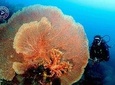 Discover Scuba Diving and dive in Menjangan Island Marine Park 2 dives