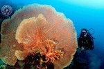 Discover Scuba Diving and dive in Menjangan Island Marine Park 2 dives