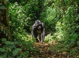 Gorilla Trekking