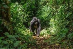Gorilla Trekking