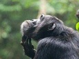 3 Days Chimpanzee tracking - Budget 