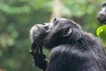 3 Days Chimpanzee tracking - Budget 