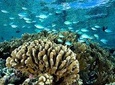1/2 day Tahaa coral garden - departure from Raiatea / cruise line special