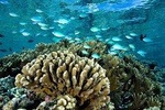 1/2 day Tahaa coral garden - departure from Raiatea / cruise line special