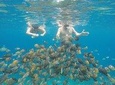 Snorkeling Tour In Gili Islands By Speedboat Pick up From Bali