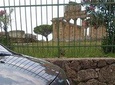 Paestum Temples+Bufala Mozzarella Farm+Wine tasting in Cilento (from Positano)