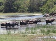 Kumana National Park Shared Safari