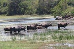 Kumana National Park Shared Safari