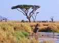 6 Days Migration Safari (Budget Camping in Ngorongoro Crater, Ndutu, Serengeti)