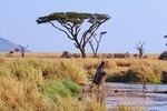 6 Days Migration Safari (Budget Camping in Ngorongoro Crater, Ndutu, Serengeti)