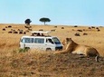 Nairobi Airport Layover Half Day Tour Nairobi National Park