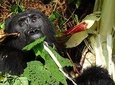 3 Days Gorilla Tracking experience - Bwindi Forest 