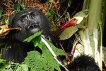 3 Days Gorilla Tracking experience - Bwindi Forest 