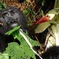 3 Days Gorilla Tracking experience - Bwindi Forest 