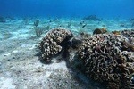 Snorkel Experience In Cozumel