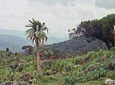 Bale Mountain 3 days tour