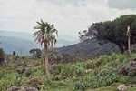 Bale Mountain 3 days tour