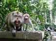 Bali Day Tour - Journey to East Bali - Free WiFi