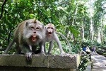Bali Day Tour - Journey to East Bali - Free WiFi