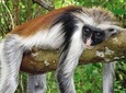 Half-Day Walking Tour in Jozani Jungle
