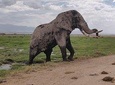 Amboseli Day Trip!!
