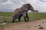 Amboseli Day Trip!!