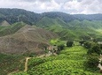 10 Days Best Of Malaysia Langkawi Island Penang Cameron Highland & Kuala Lumpur