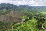 10 Days Best Of Malaysia Langkawi Island Penang Cameron Highland & Kuala Lumpur