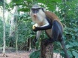 full day private Wli water falls and Monkey Sanctuary with Pick up