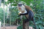 full day private Wli water falls and Monkey Sanctuary with Pick up