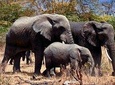 Serengeti National Park Tour