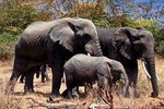 Serengeti National Park Tour