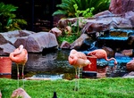 Visit Flamingo Wildlife Habitat, Las Vegas, Nevada