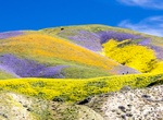 See Wildflowers at Carrizo Plain National Monument, California