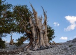 Explore Ancient Bristlecone Pine Forest, California
