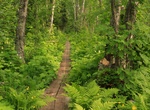 Explore Ryan Island & Siskiwit Lake, Isle Royale National Park, Michigan